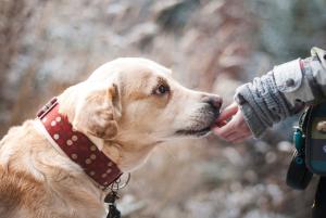 Rinunciare alla proprietà del cane